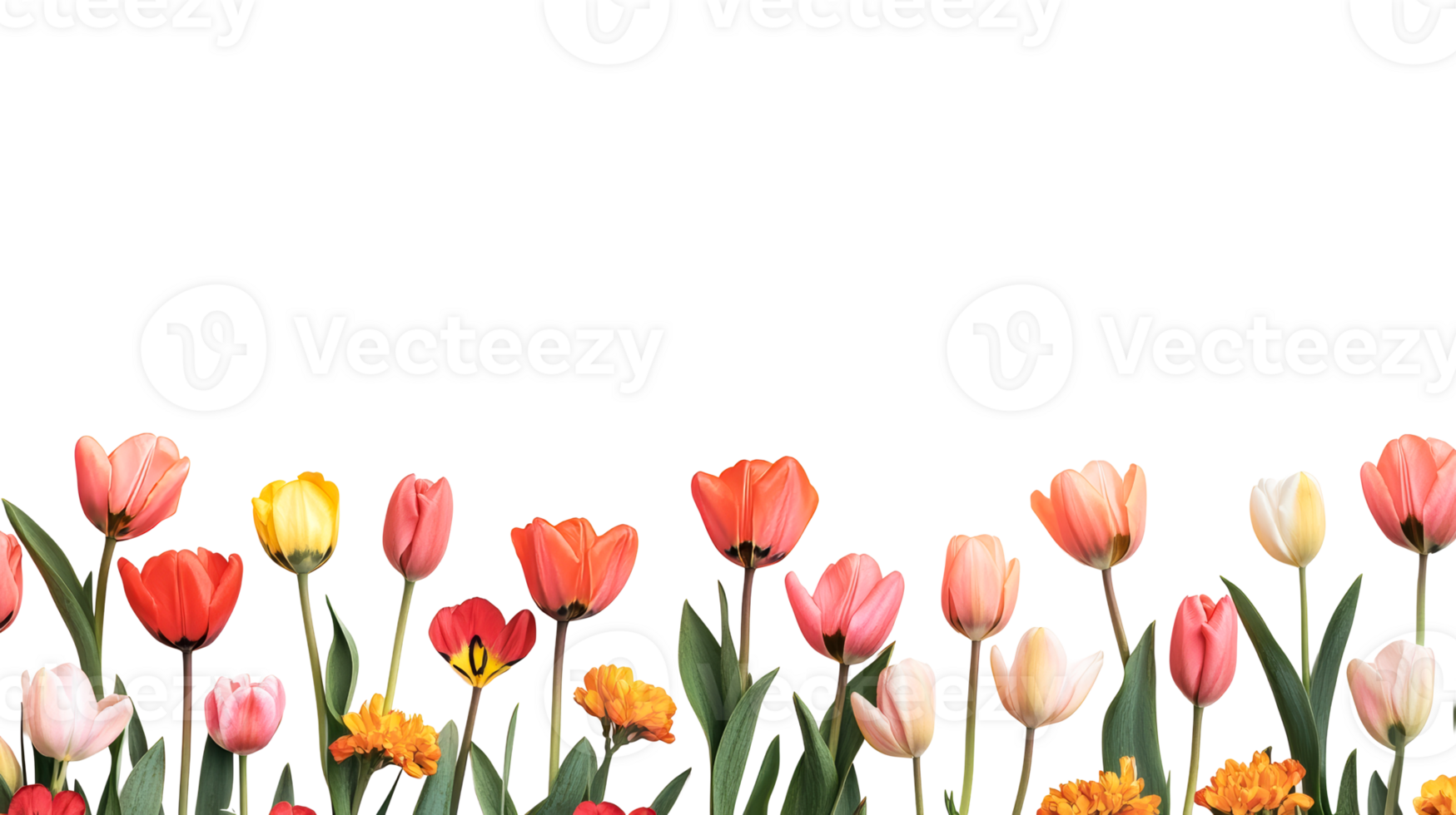 Tulips and daffodils arrangement, variety of colors, stems, cut out transparent png