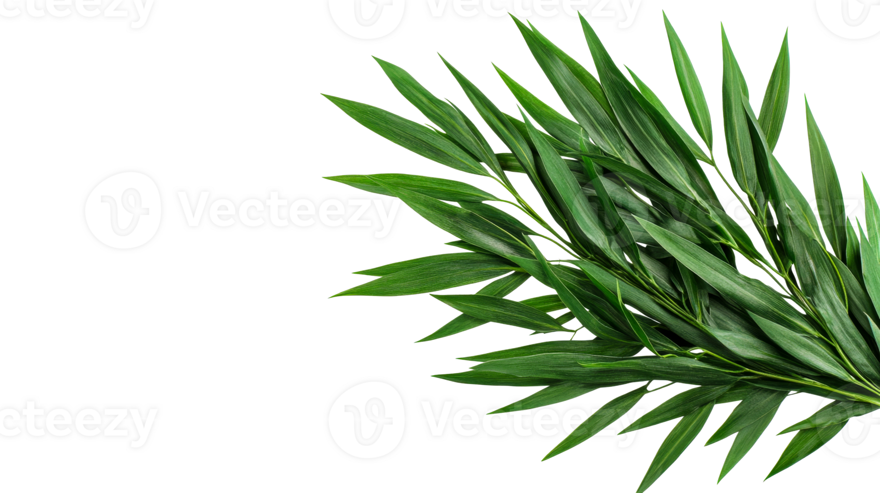 Decorative fresh green foliage on black background, cut out transparent png