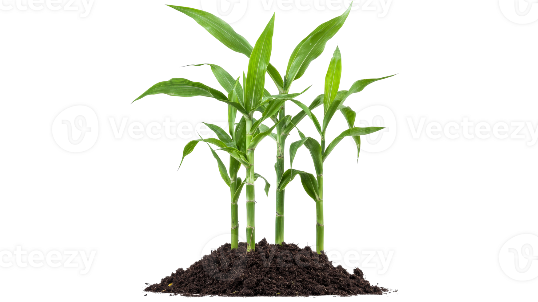 Green sprouts grow out of the ground on black background, cut out transparent png