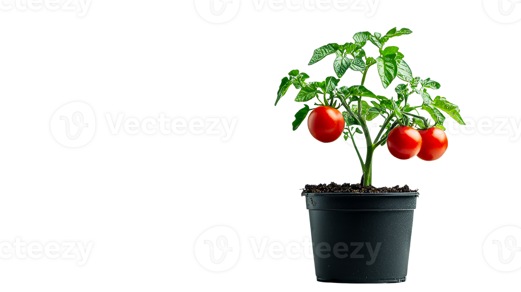 Cherry tomato plant, growing small fruit, isolated, cut out transparent png