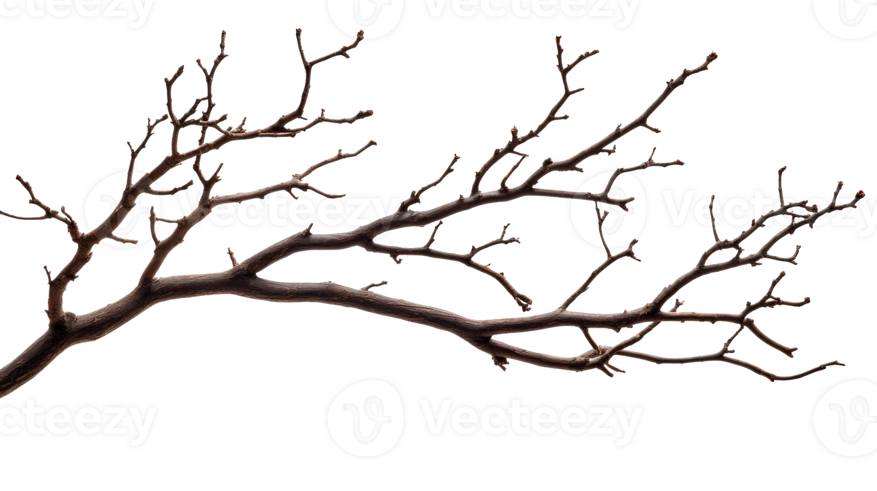 Leafless branch in winter, brown branches, bare tree, cut out transparent png