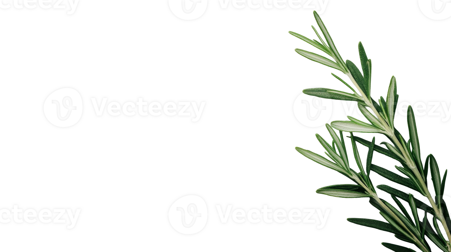 Rosemary sprigs, green, fresh herbs and cooking ingredients, cut out transparent png