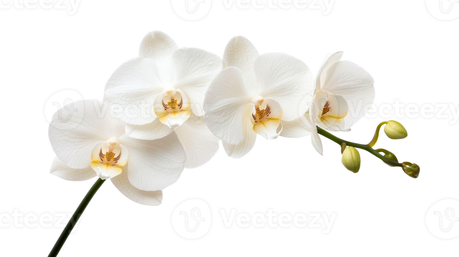 White Orchid Blossom on Stem, Close-Up Isolated, cut out transparent png
