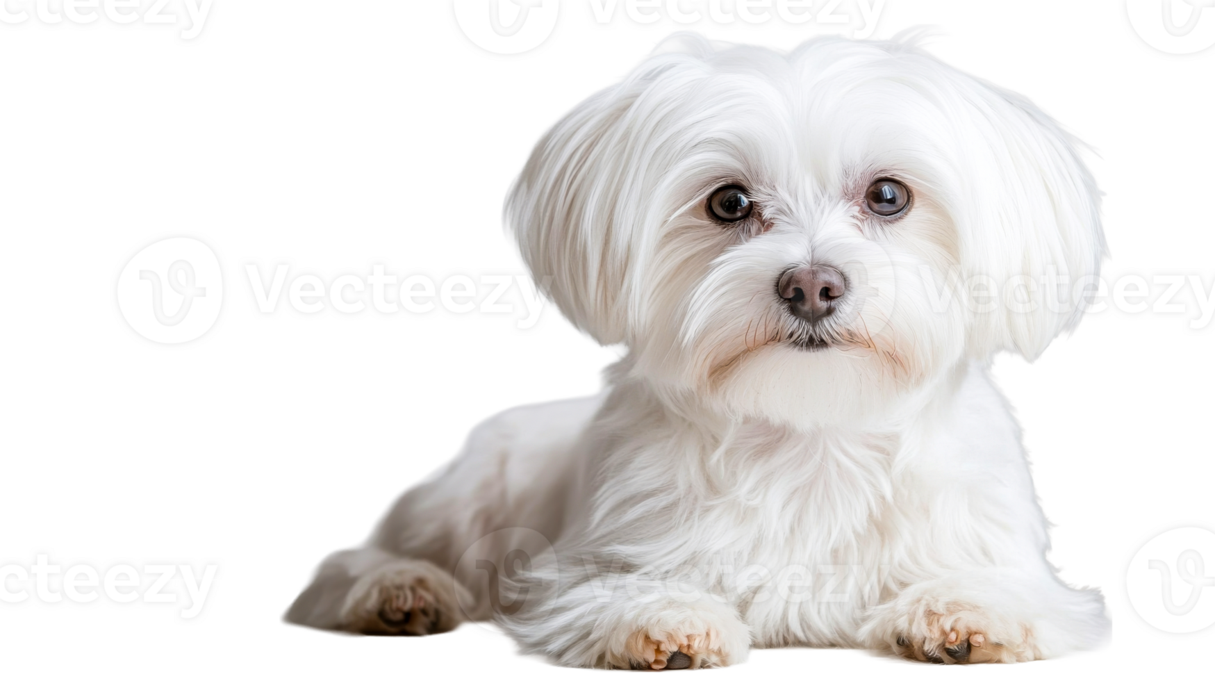 Cute white Maltese dog lying down, posing, looking at camera, cut out transparent png