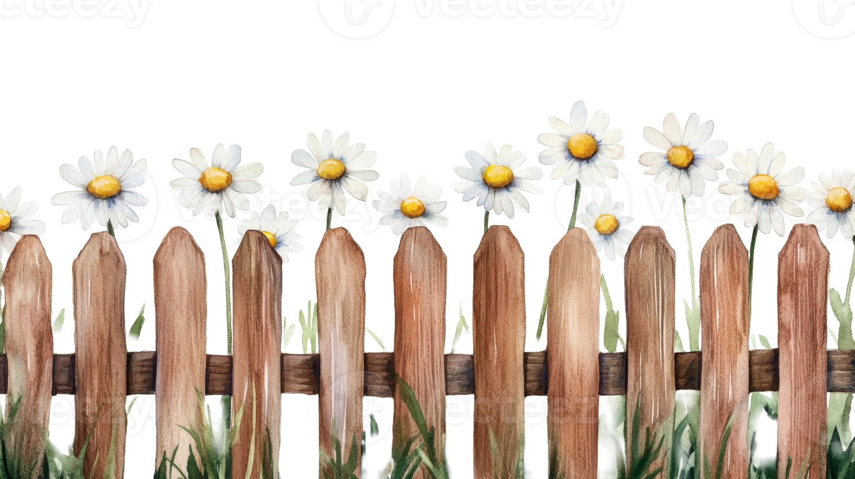 Watercolor daisy flowers behind a wooden fence, cut out transparent png