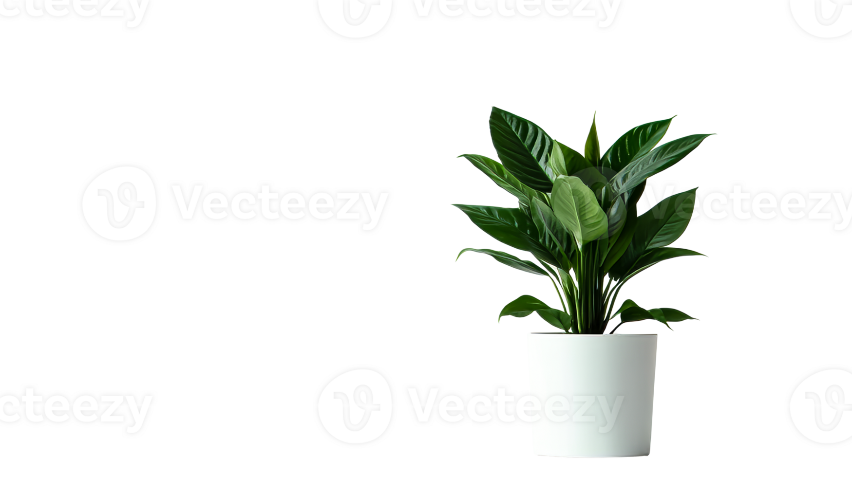 Green indoor plant in modern white pot on transparent background png
