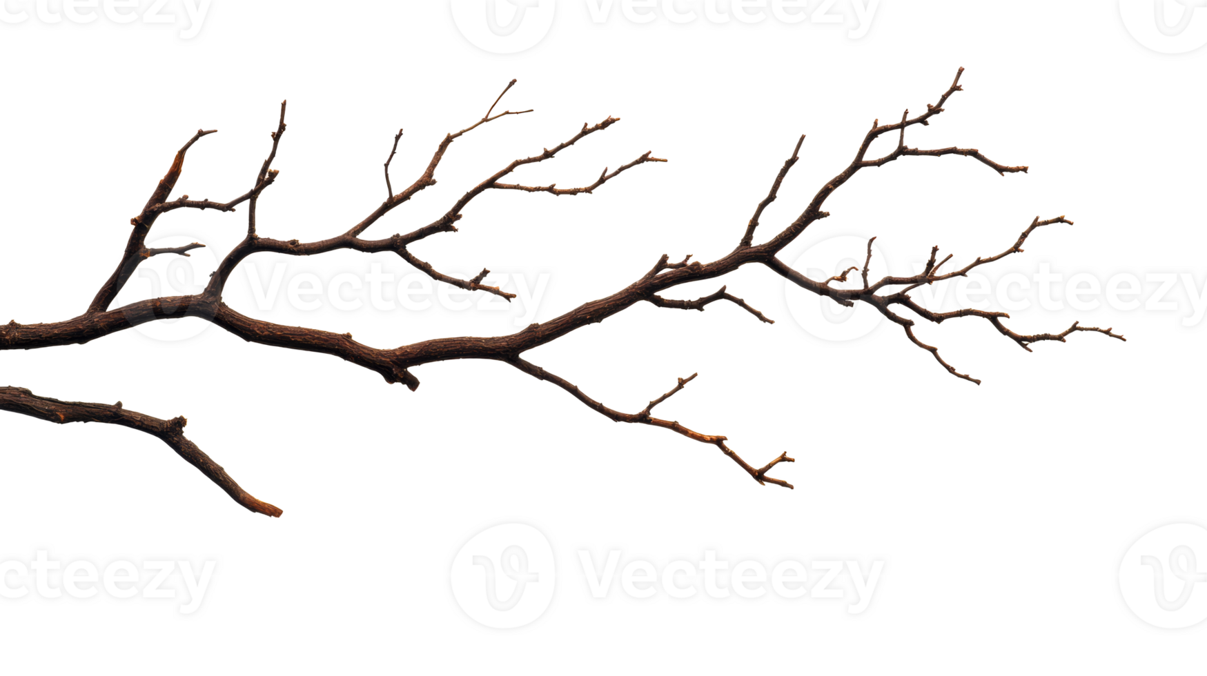Intricate dry tree branch on transparent background png