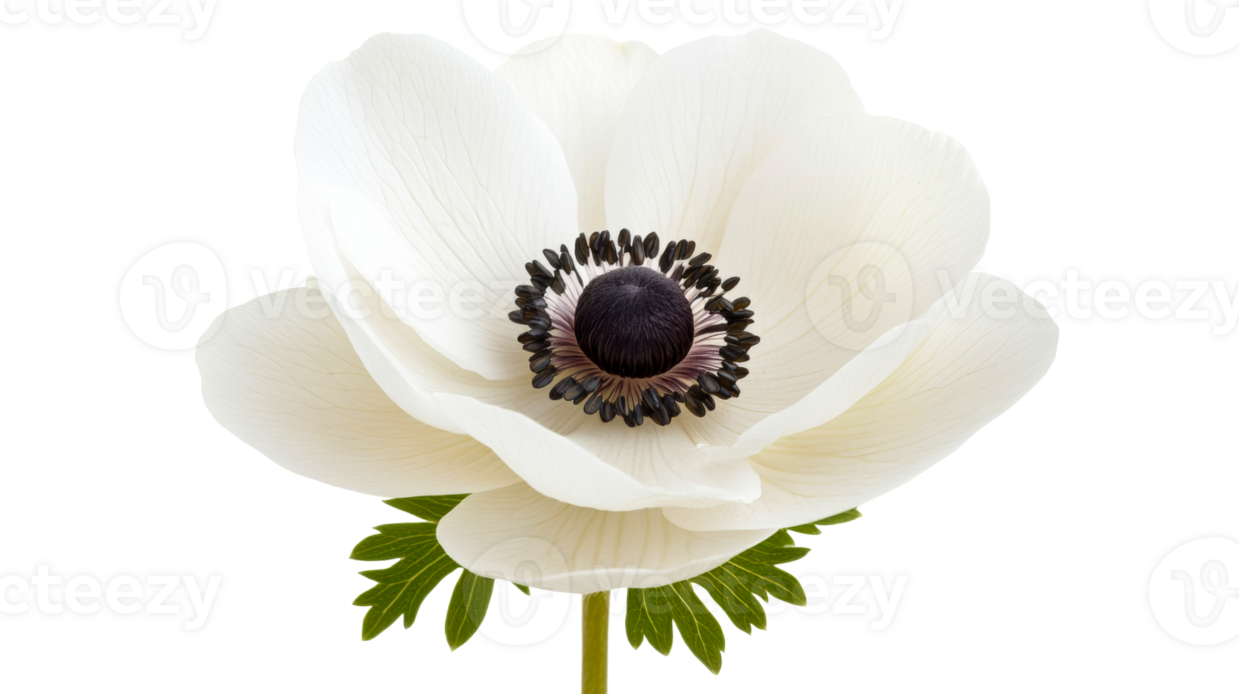 White anemone flower with dark center against transparent background png