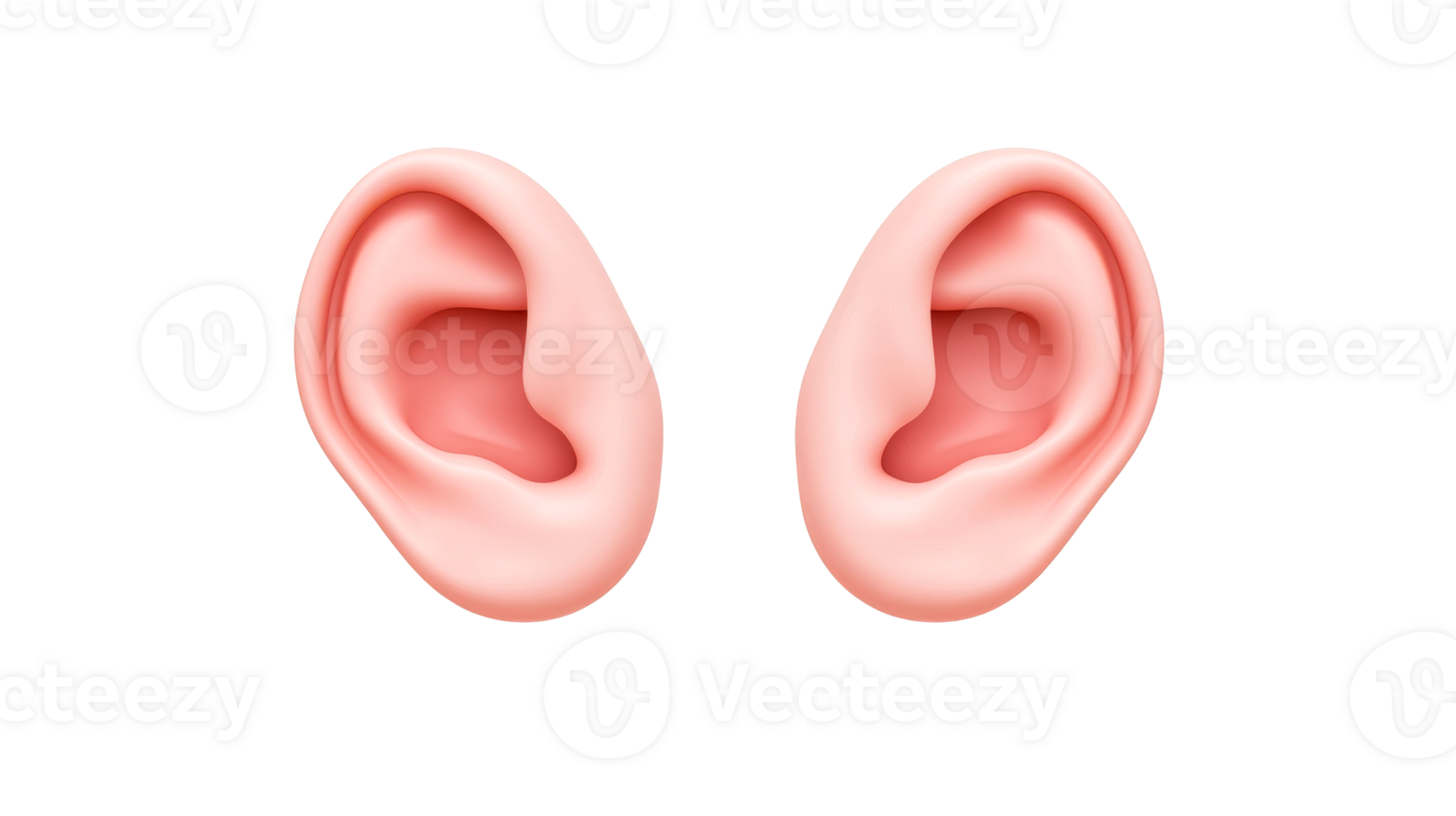 Pair of human ears, anatomy study on black background, cut out transparent png