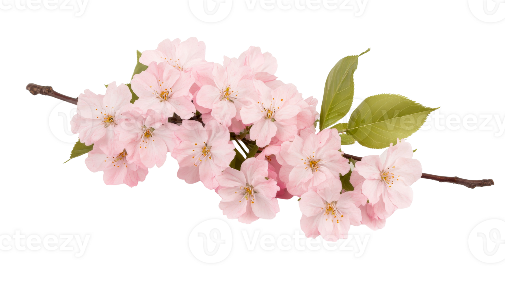 Branch with delicate pink blossoms, isolated on black, cut out transparent png