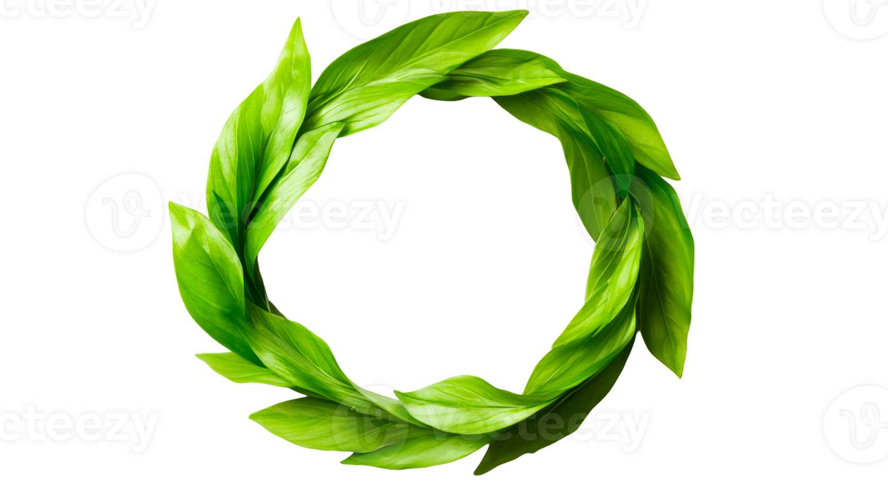 Circle of Green Leaves on Black Background, cut out transparent png