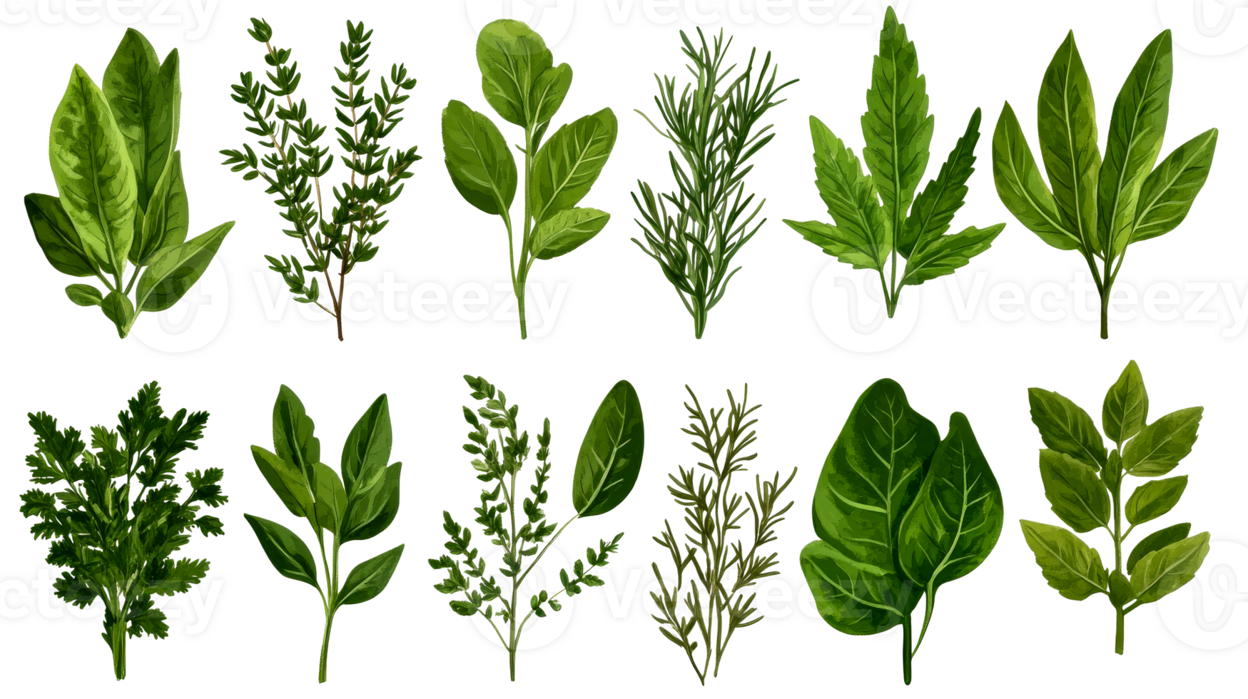 Herbal assortment on black background, botanical drawing, cut out transparent png