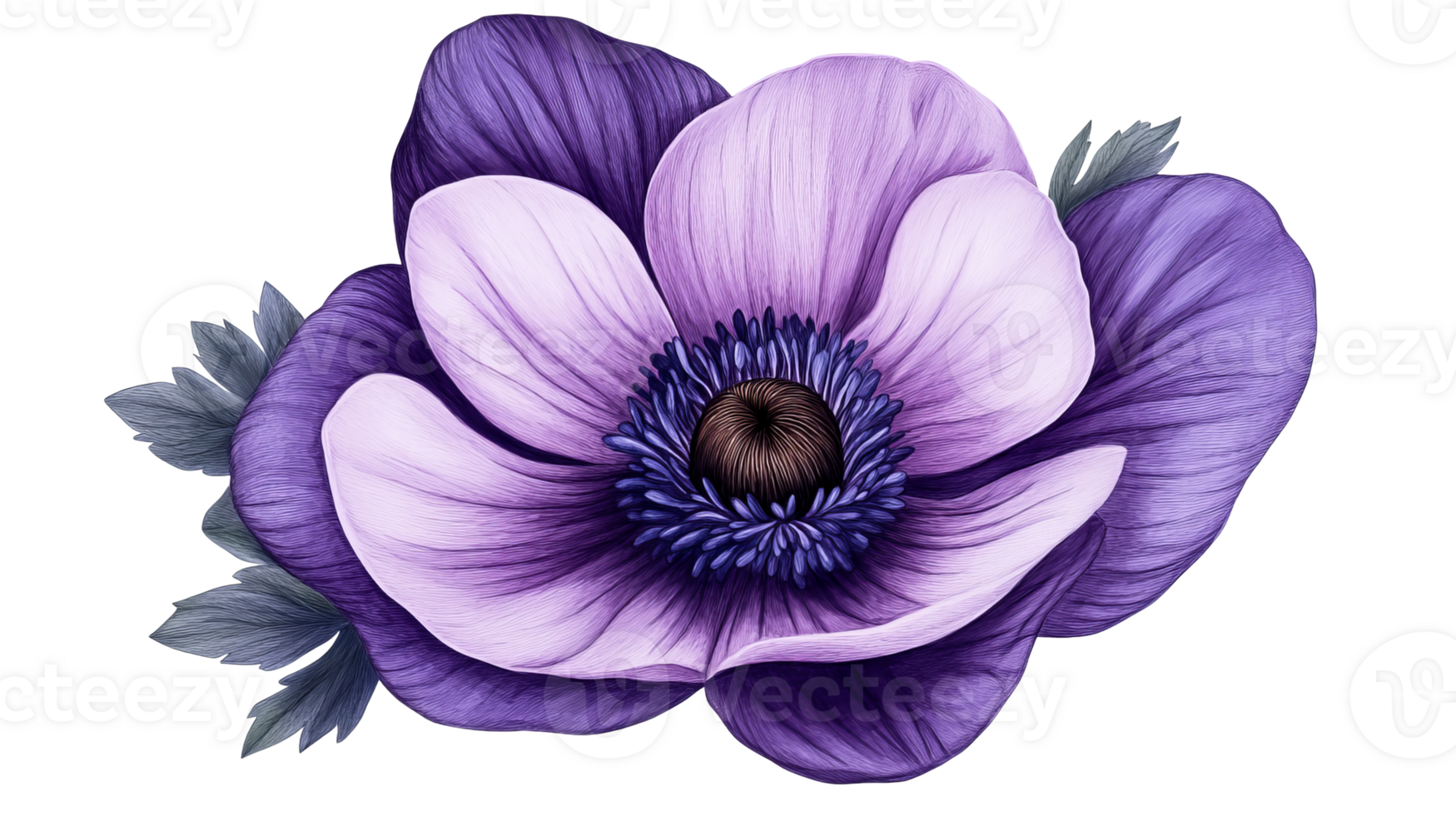 Anemone flower in purple tones, elegant petals, cut out transparent png