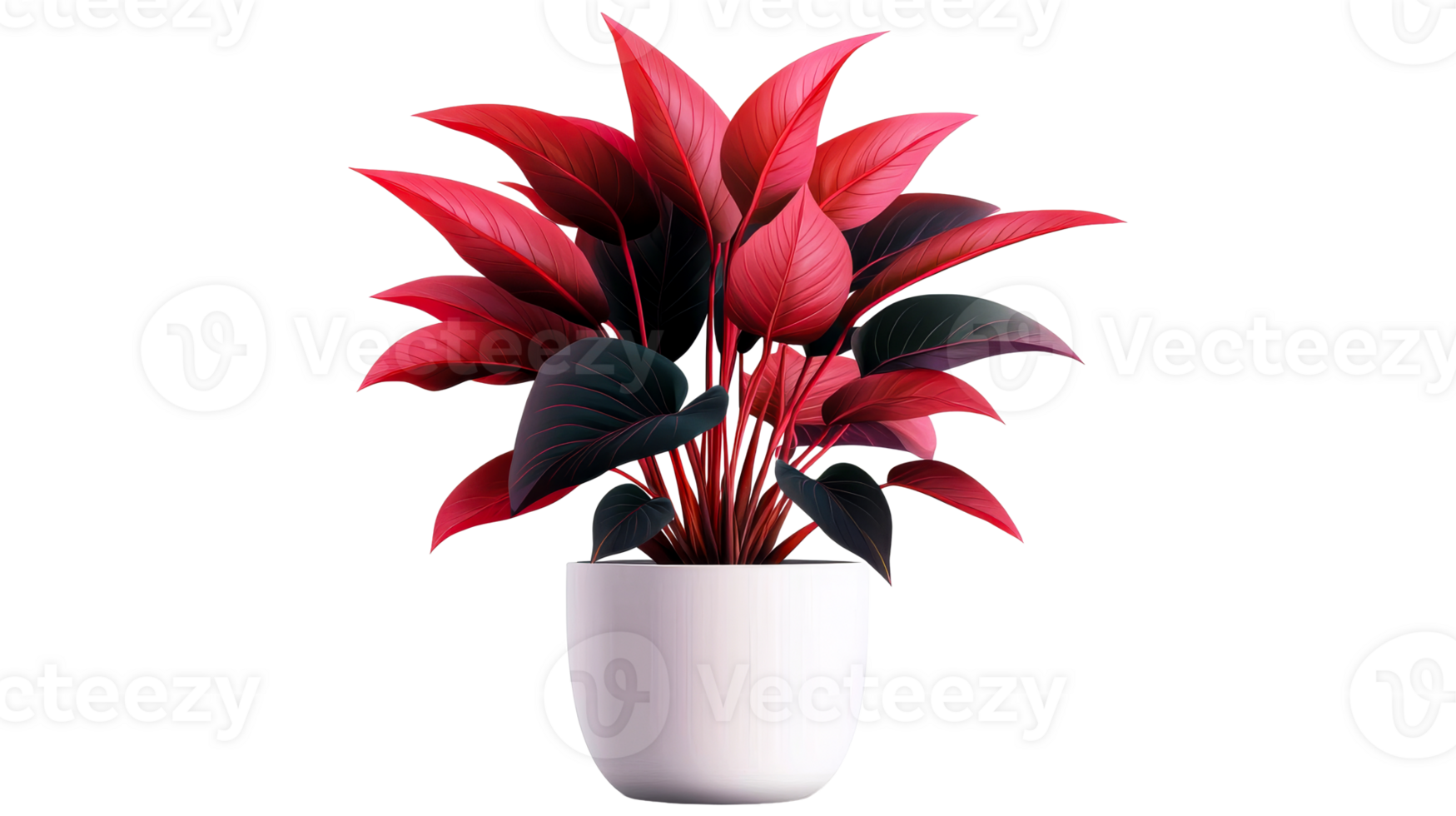 Potted Aglaonema plant with red leaves, cut out transparent png
