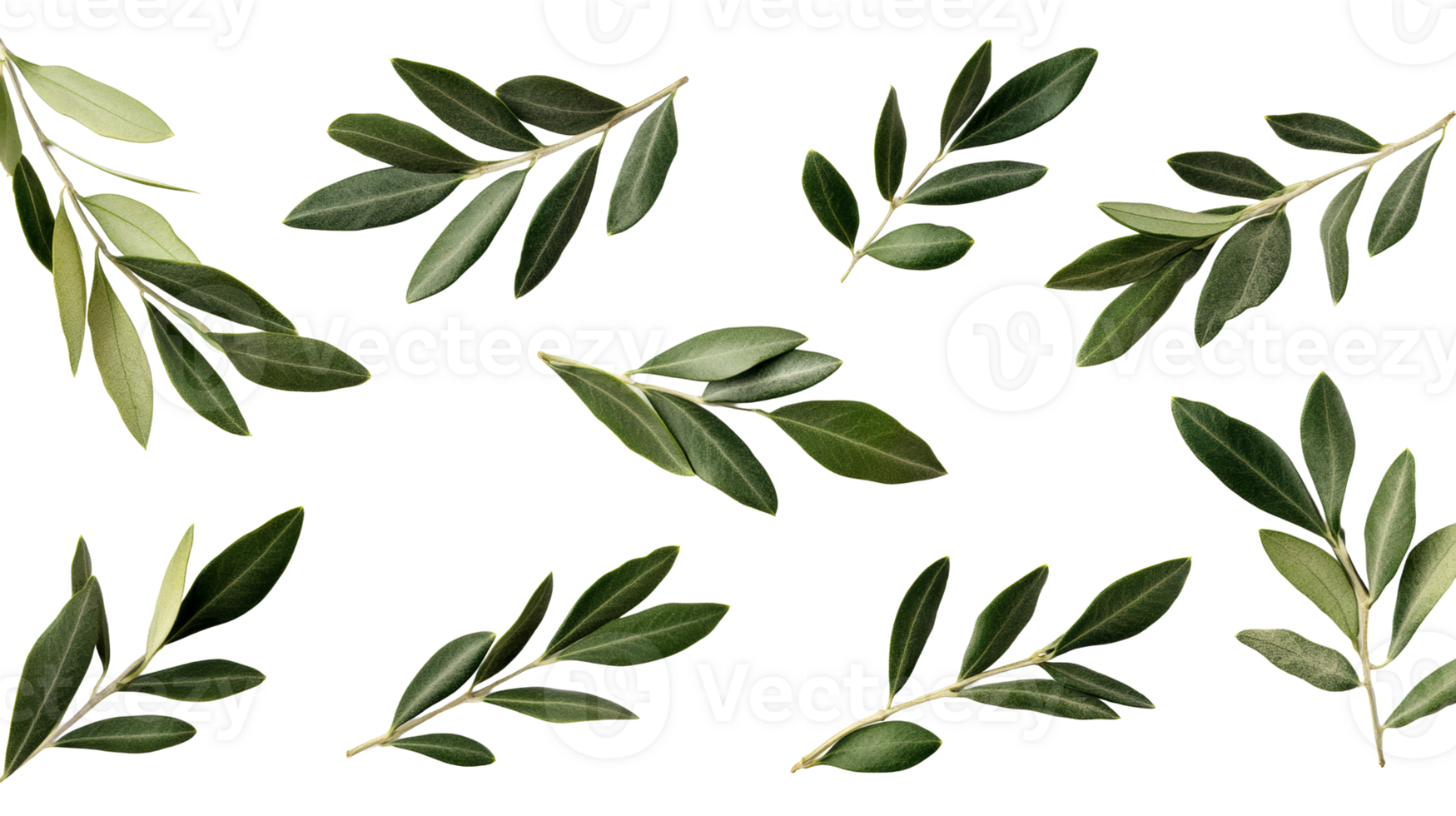 Green olive branches with leaves on black background, cut out transparent png
