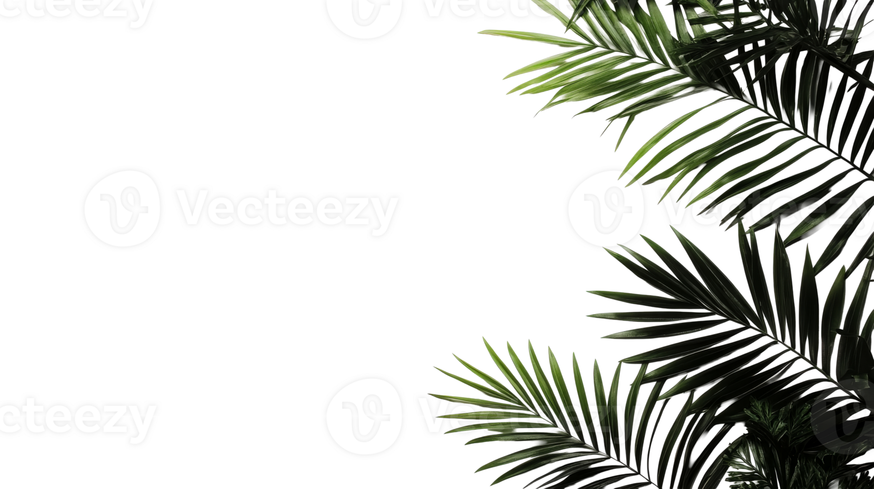 Palm leaves texture on black background, tropical design, cut out transparent png