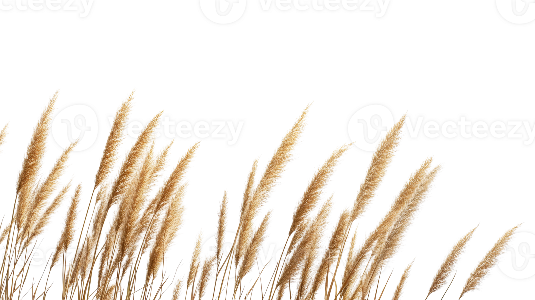 Pampas grass stalks against black backdrop, cutout transparent png