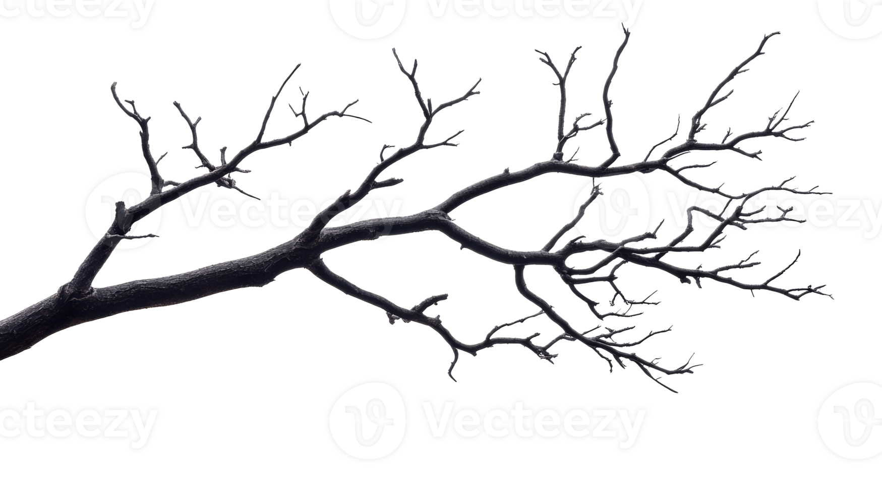 Bare tree branch silhouette, dark, twisted limb, intricate twig design, cut out transparent png