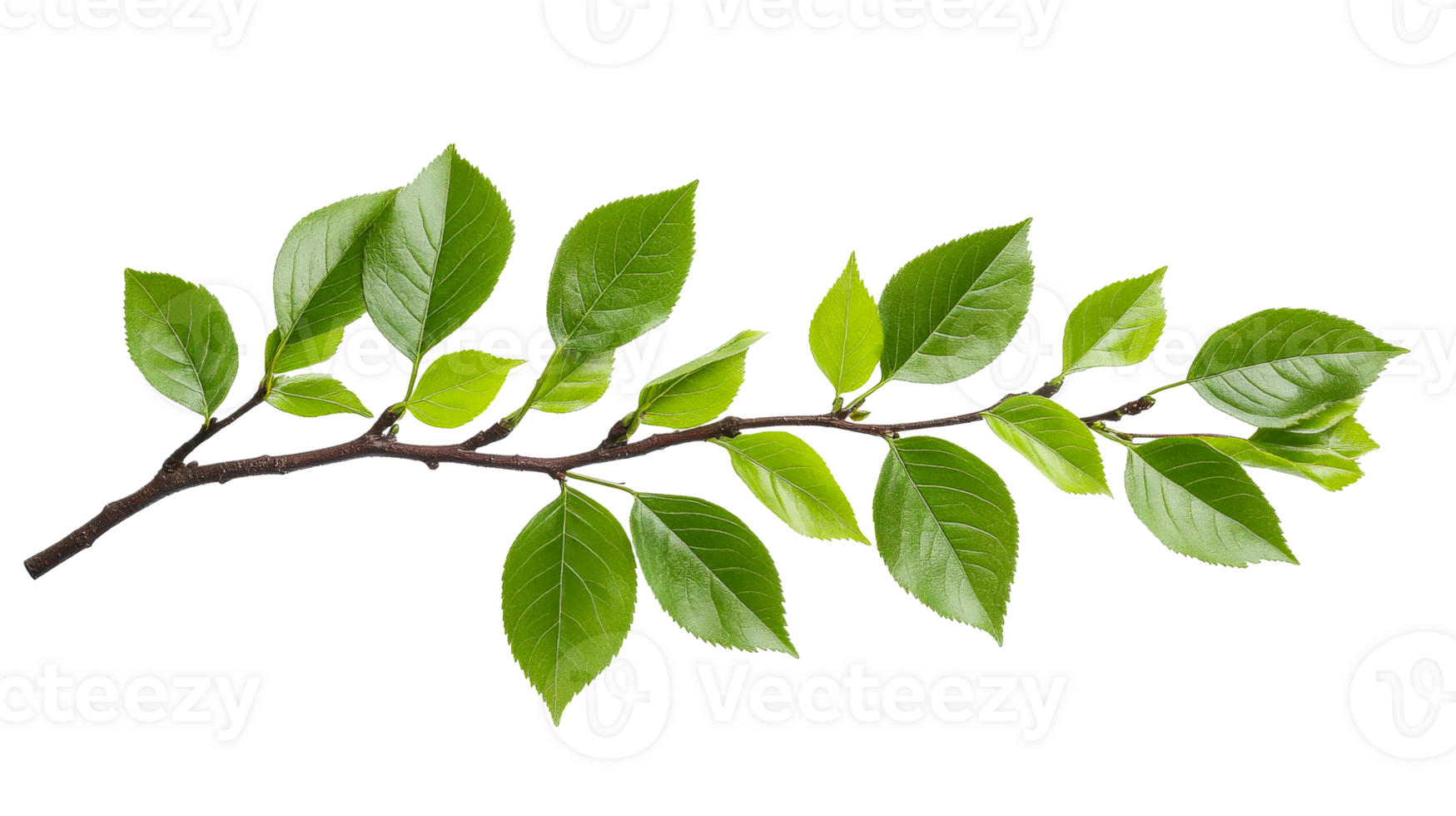 Fresh green leaves branch, detail plant studio, cut out transparent png
