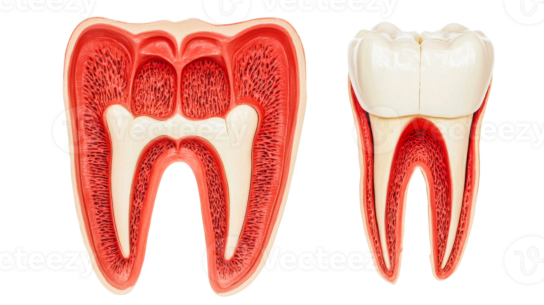 Tooth Anatomy Model Cross Section Illustration, cut out transparent png