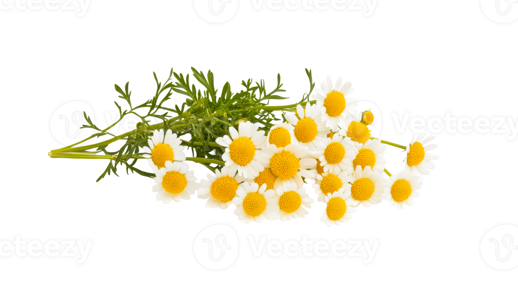 Beautiful Feverfew daisies, elegant flower composition, cut out transparent png