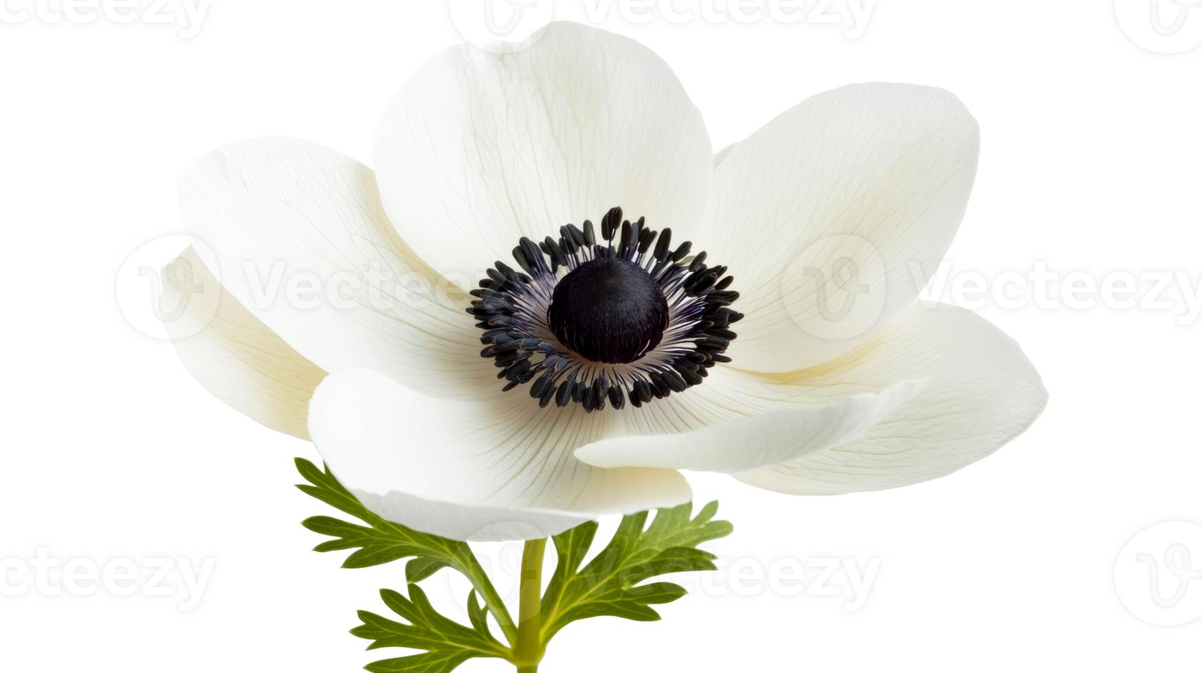 Anemone coronaria single flower, white petals, black center, cut out transparent png