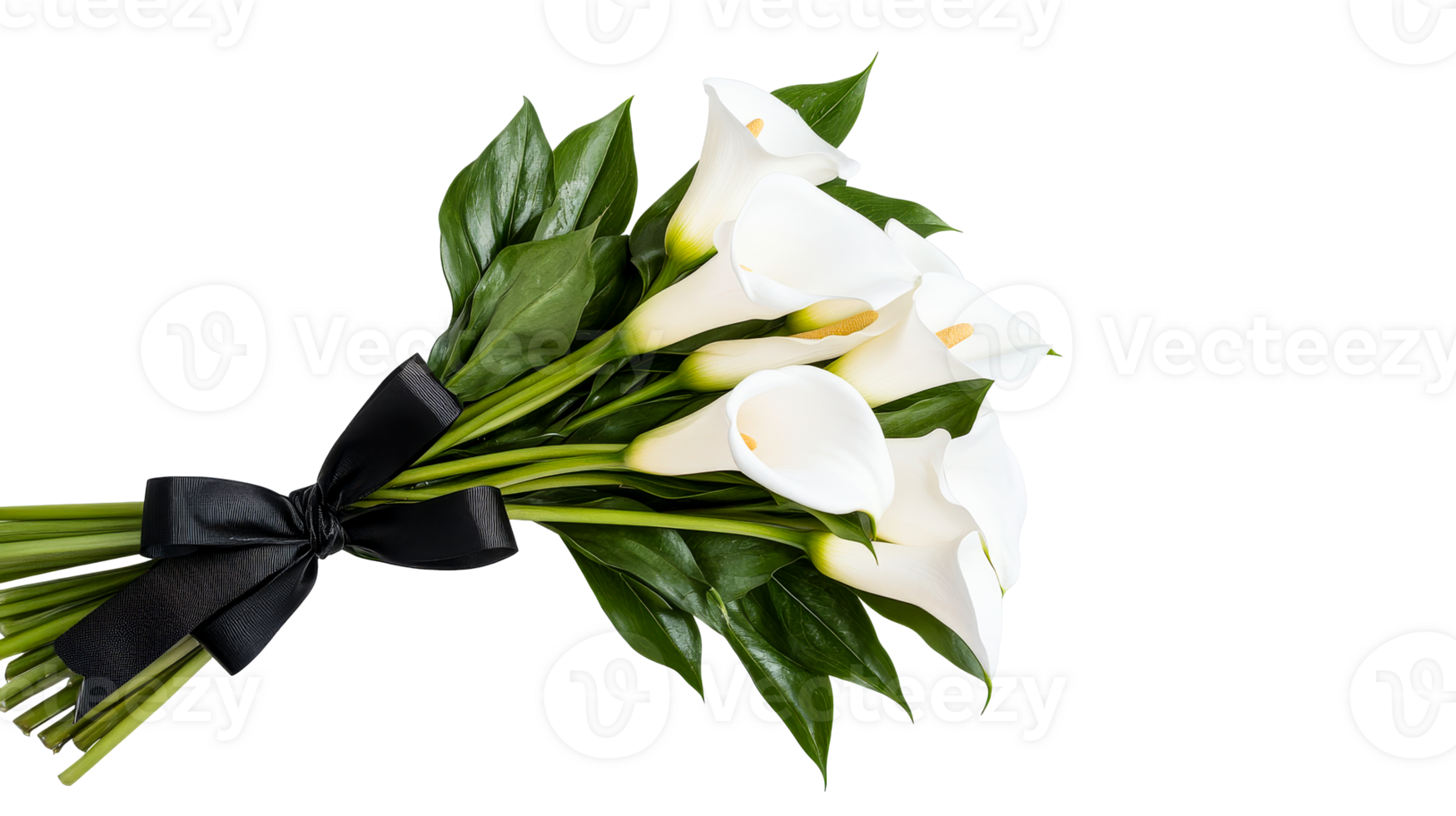 White Calla Lilies Tied with Black Ribbon on Black Background, cut out transparent png