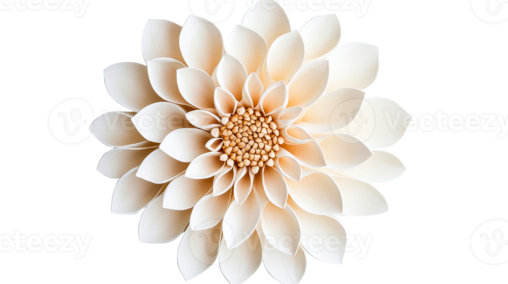 Elegant Blossom with Intricate Petals, Isolated Design , cut out transparent png