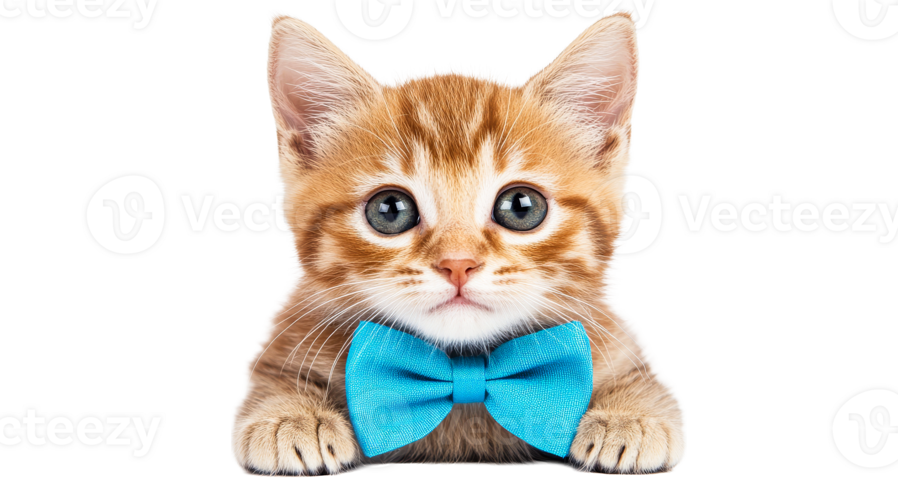 Cute ginger kitten with bow tie, cut out transparent png