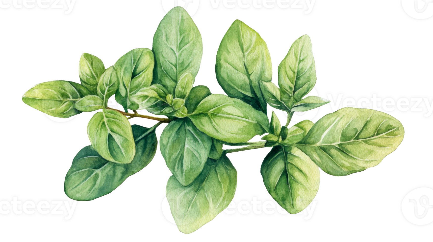 Oregano twig with green leaves, watercolour, cut out transparent png