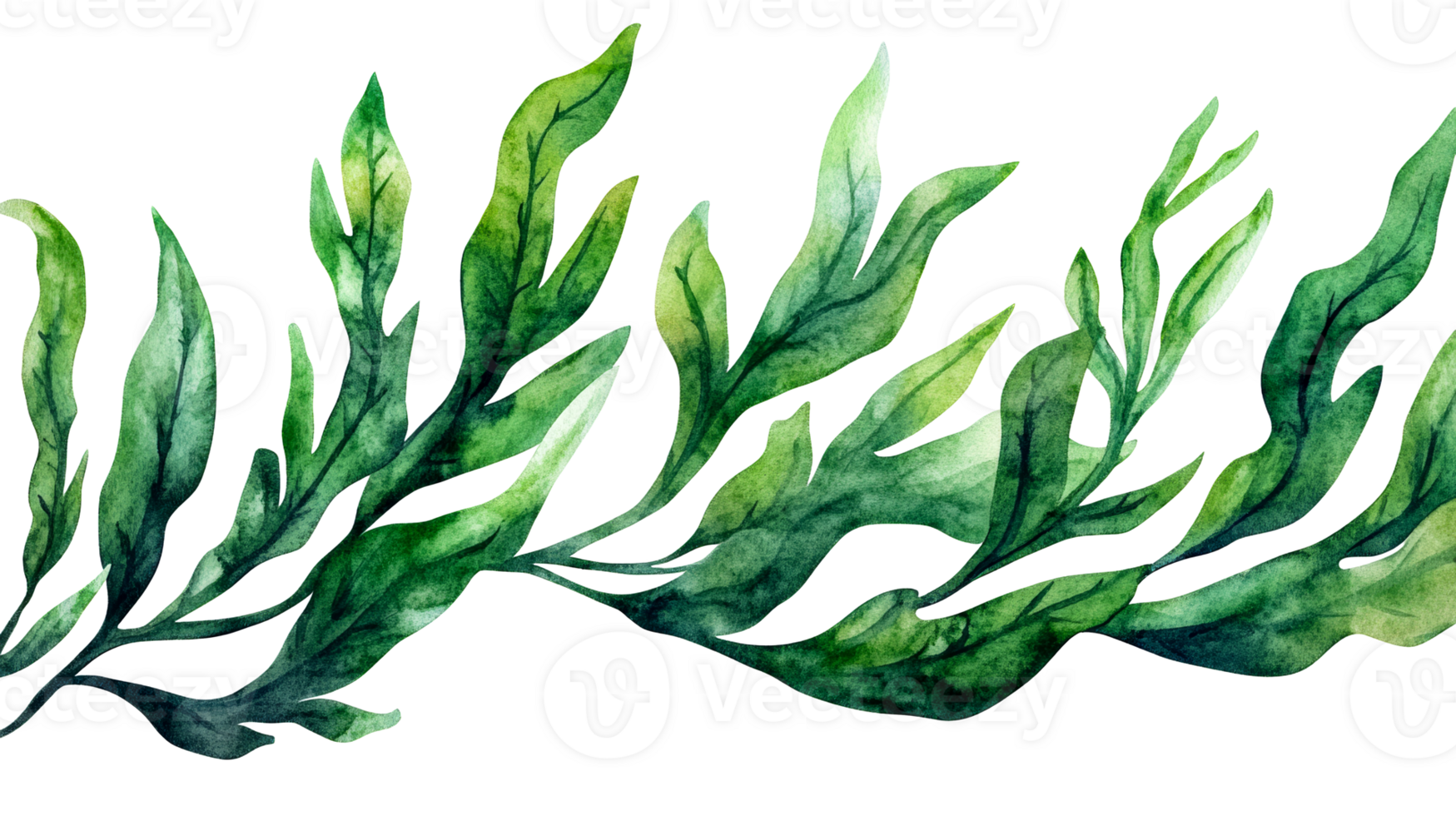 Watercolor algae branches isolated on black background, cut out transparent png