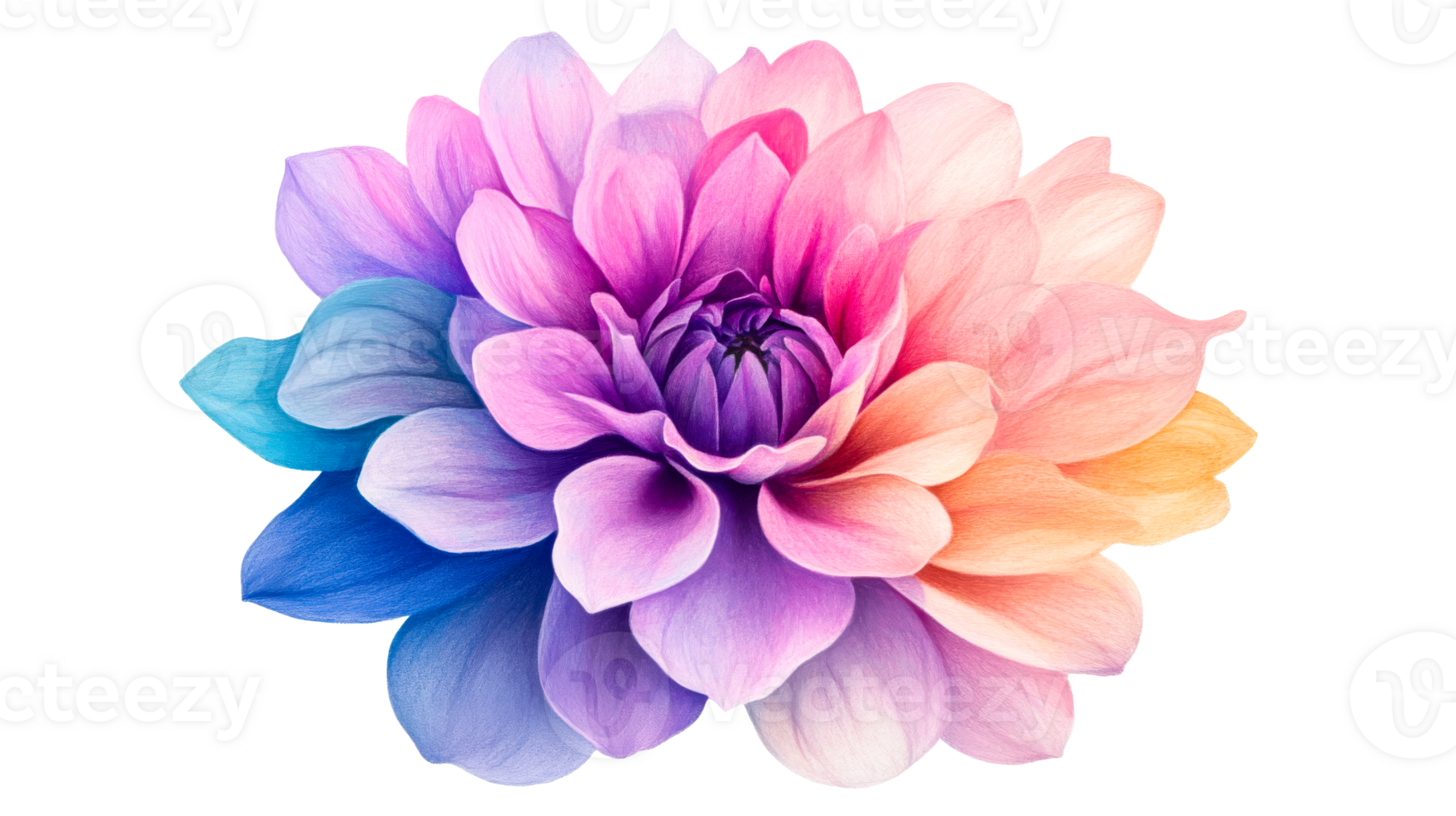 Colorful Dahlia Flower, isolated on black background, cut out transparent png
