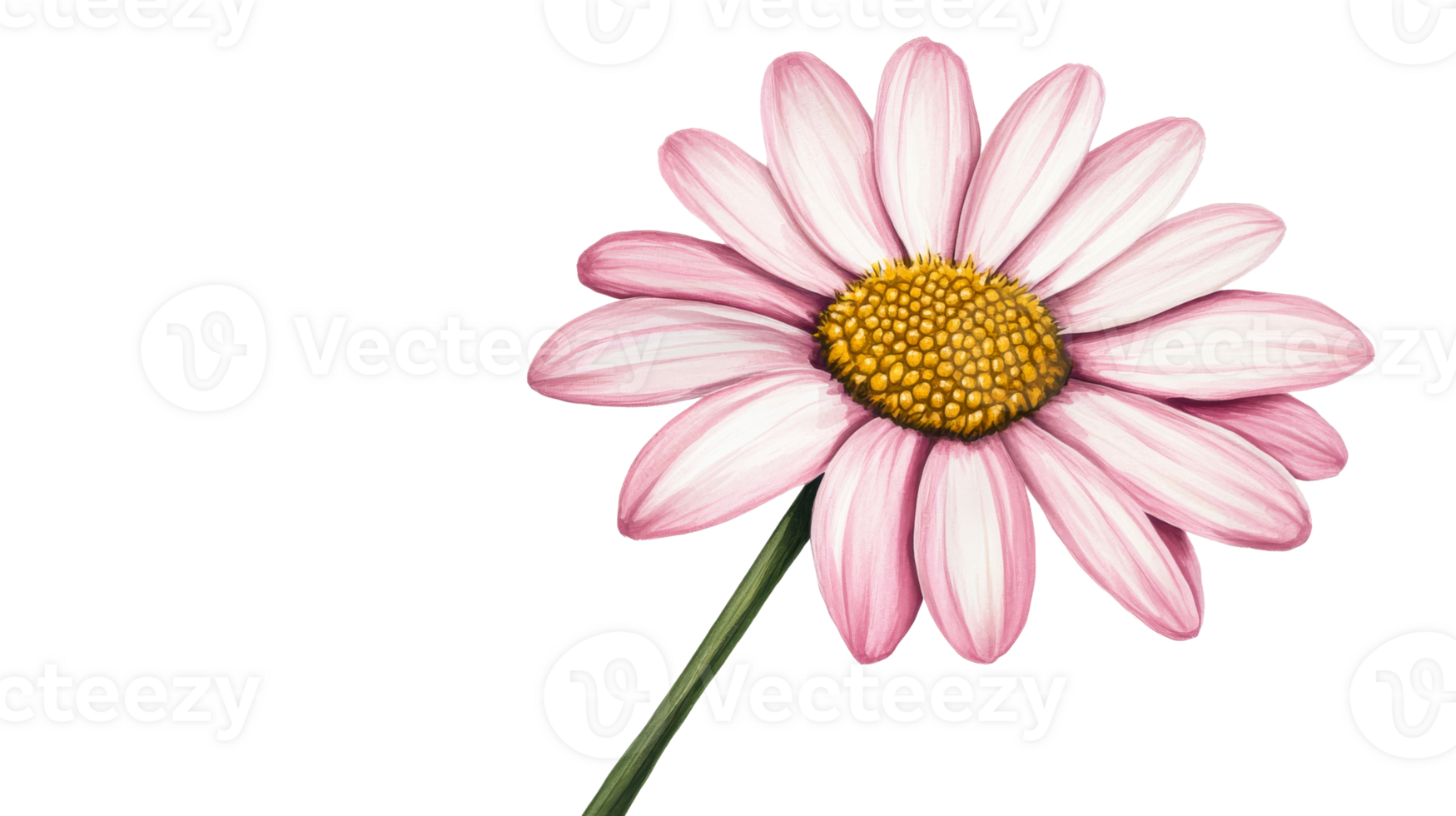 Pink daisy flower with golden center, isolated, cut out transparent png