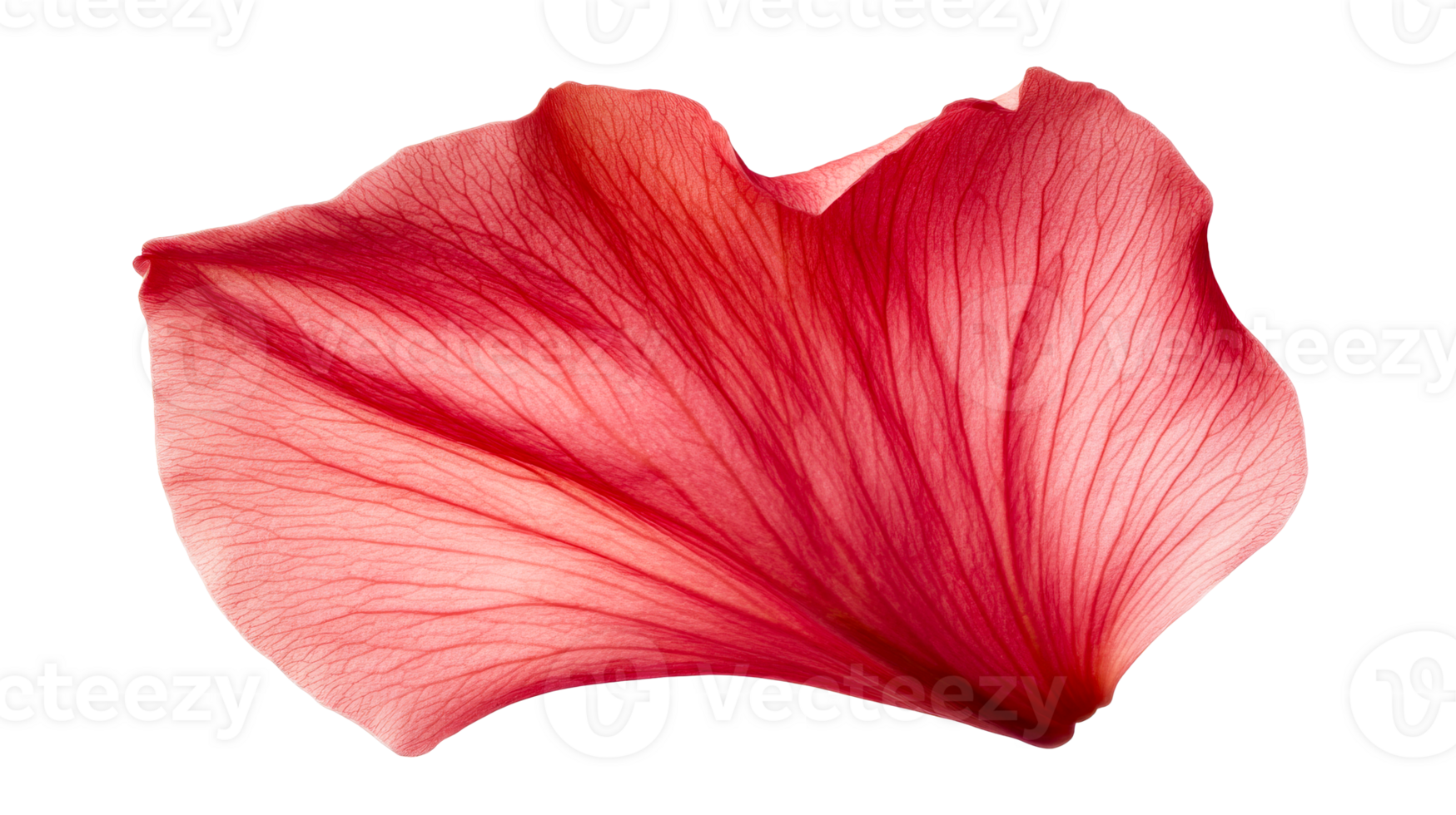 Abstract flower petal, red color, nature detail ,cut out transparent png