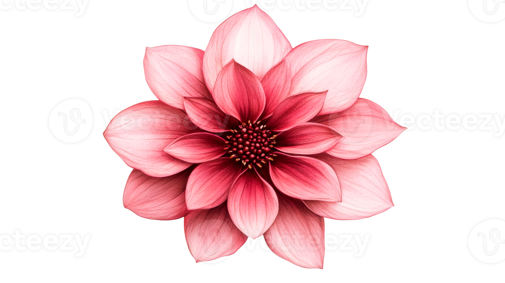 Pink Dahlia Flower Illustration on Black Background, cut out transparent png