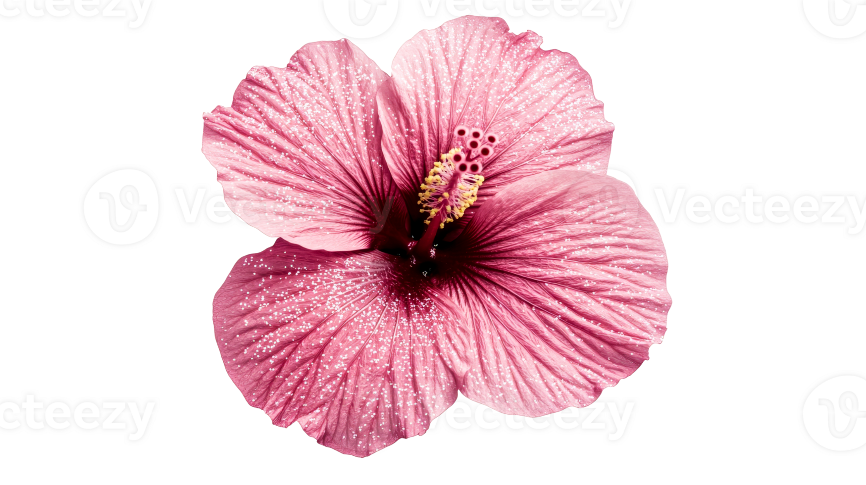 Stunning pink hibiscus flower in full bloom, floral macro ,cut out transparent png