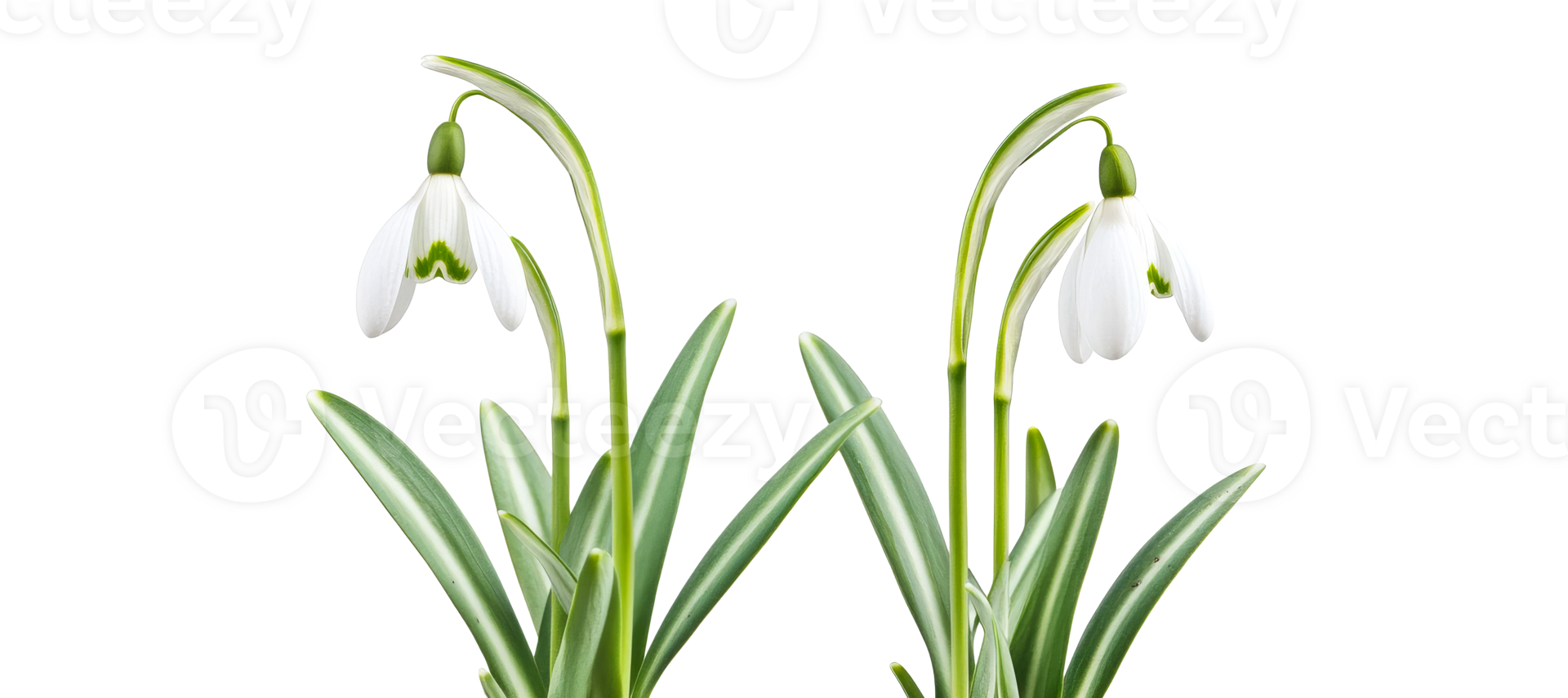 Two Snowdrop Flowers Standing Together, Symbol of Spring, cut out transparent png