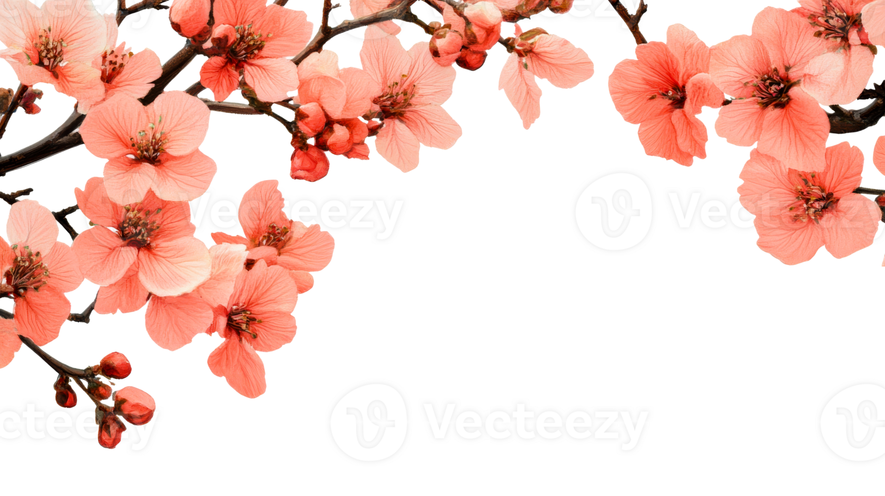 Blooming coral tree flowers, delicate buds, transparent background, cut out transparent png