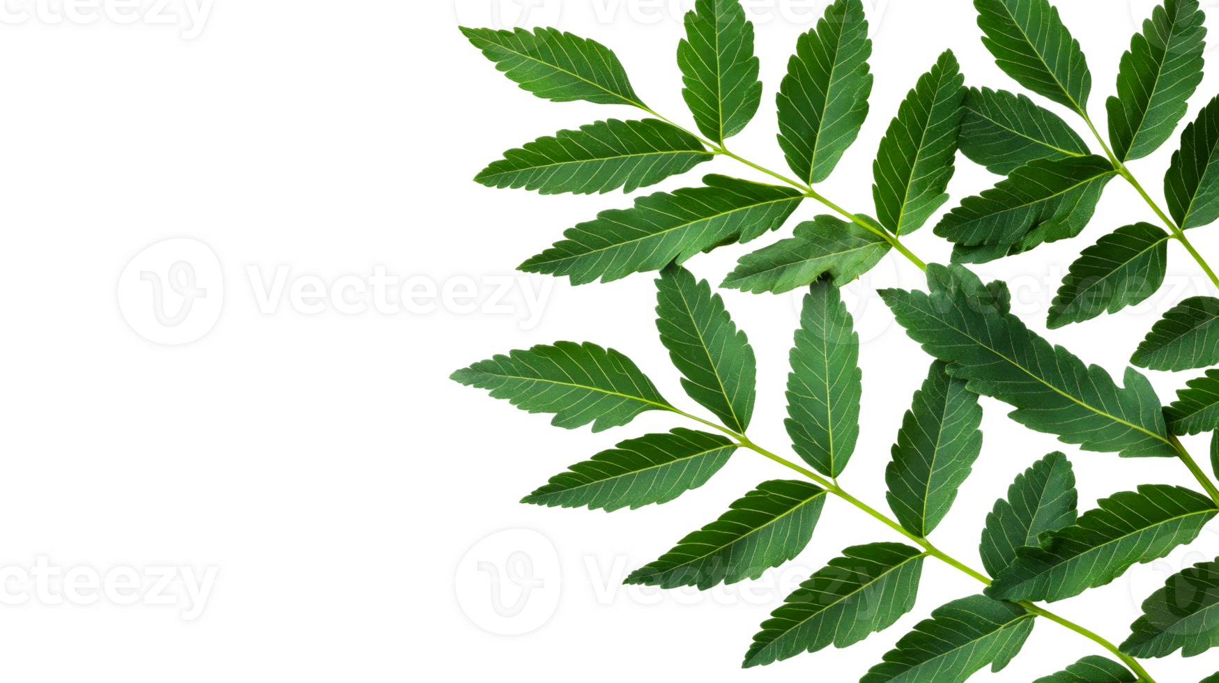 Green branch with leaves on black background, cut out transparent png