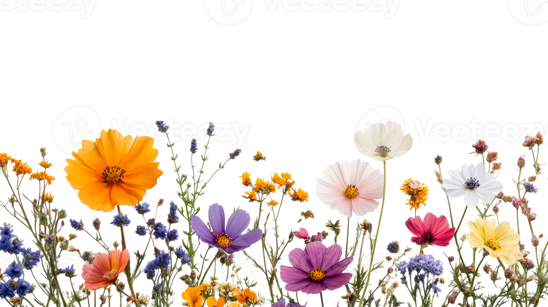 Colorful wildflowers, field flowers assortment, on black background, cut out transparent png