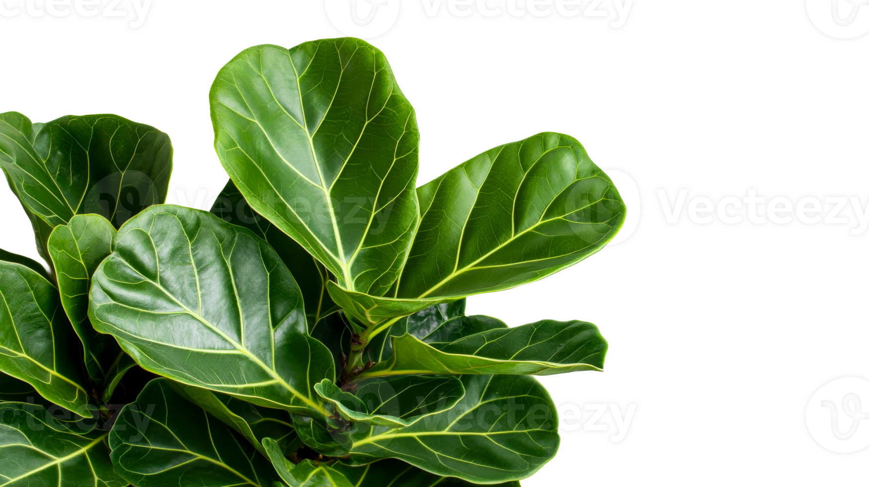 Lush Fiddle Leaf Fig Plant with Vibrant Green Leaves, cut out transparent png