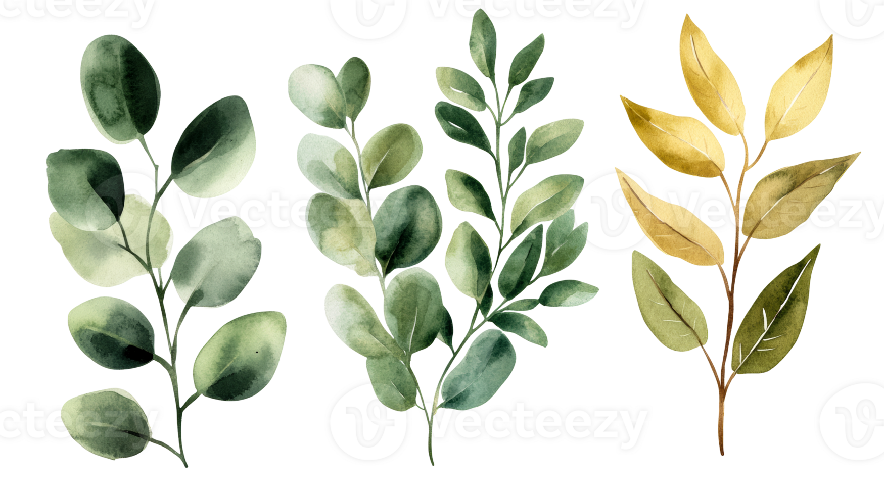 Watercolor eucalyptus branches on black background, cut out transparent png