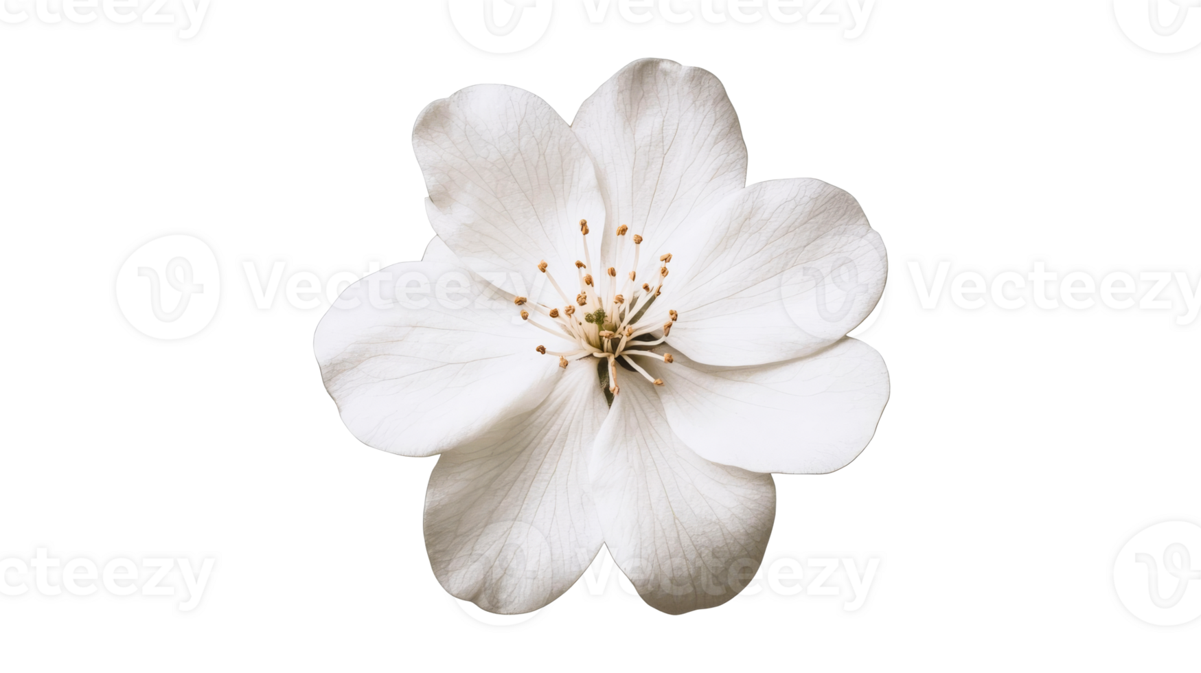 Delicate white flower with soft petals on black background, cut out transparent png