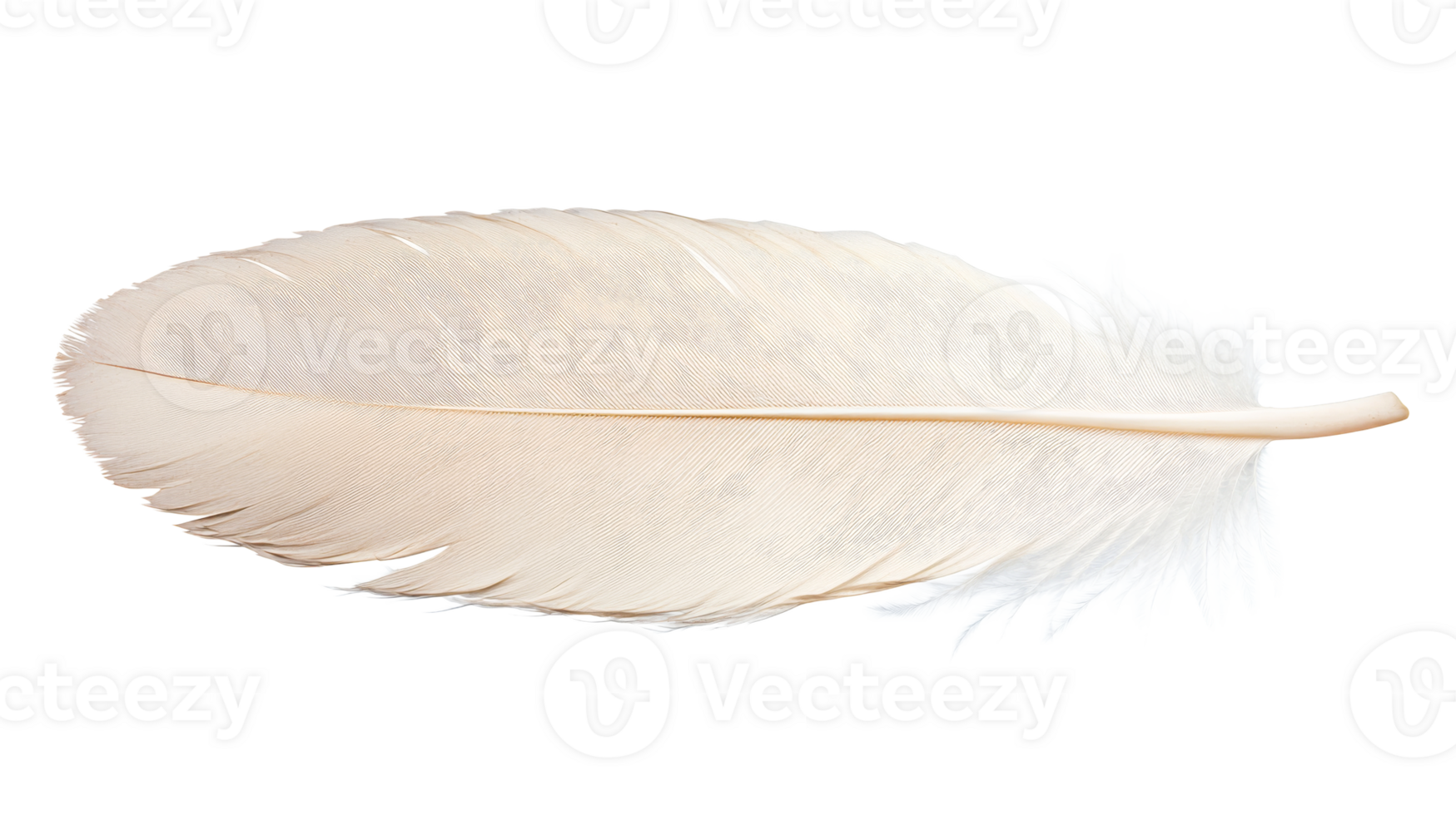 Light white feather, avian plumage close up, cut out transparent png