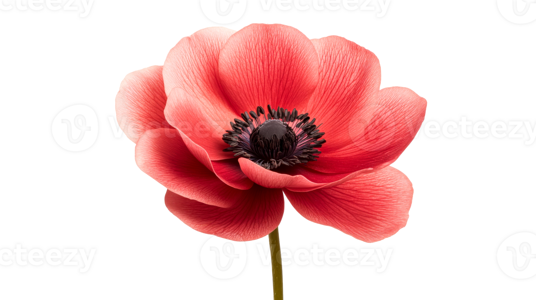 Poppy flower on black background, isolated anemone, cut out transparent png