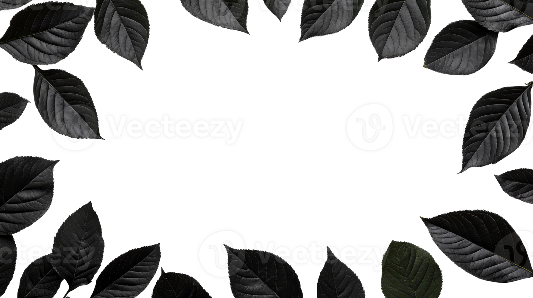 Frame black leaves, foliage, nature, design, background, template, cut out transparent png