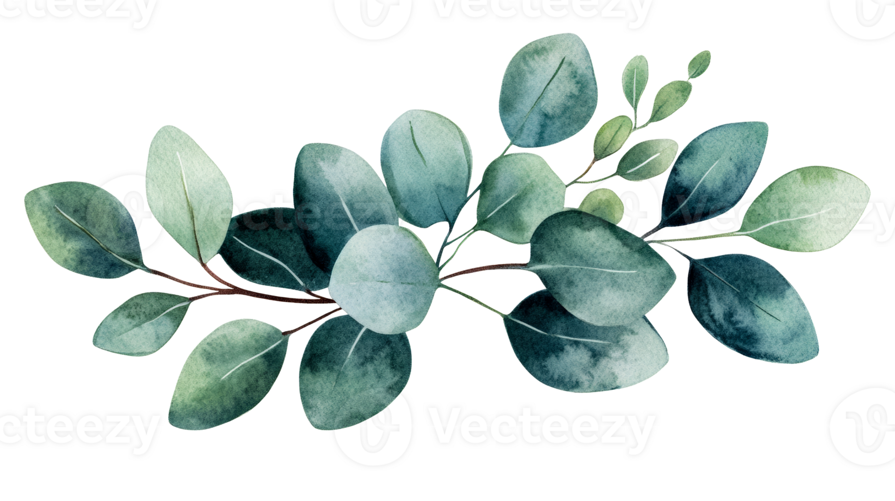 Eucalyptus sprig on a black background, botanical foliage, cut out transparent png