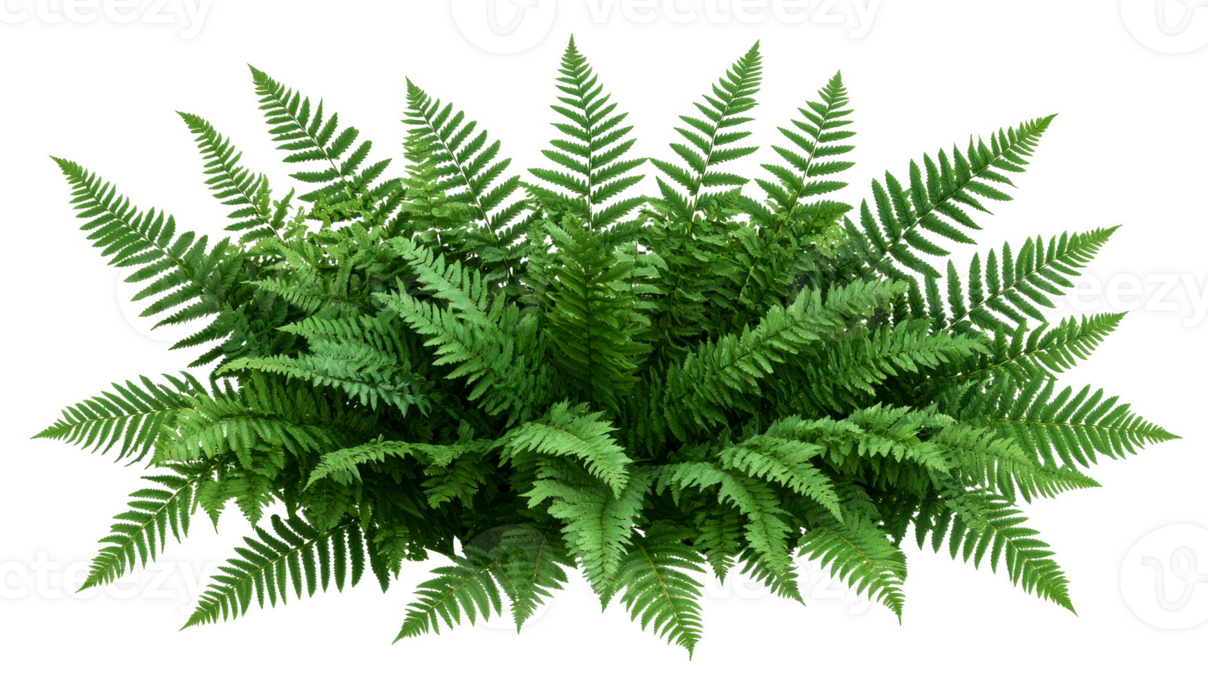 Lush green fern foliage, plant life detail, lush vibrant growth, cut out transparent png