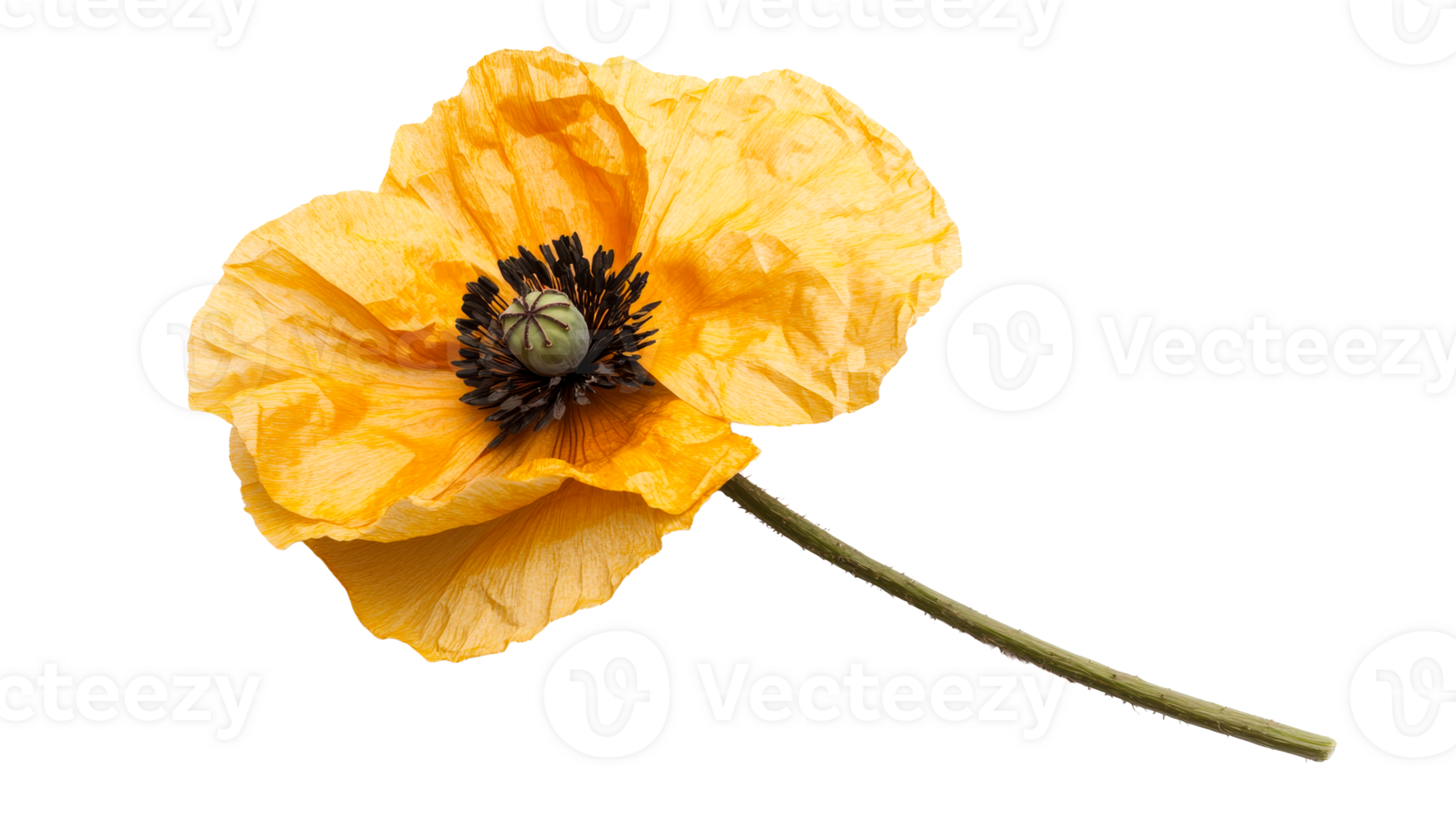 Poppy flower with yellow petals and black center, cut out transparent png