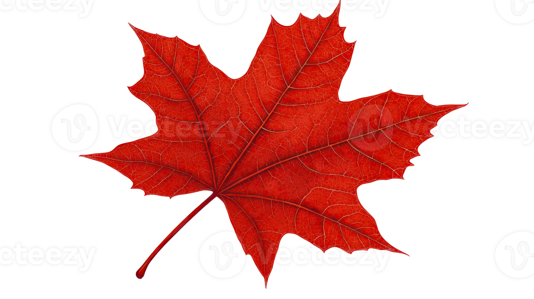 Bright red maple leaf with veins, botanical, autumn, cut out transparent png